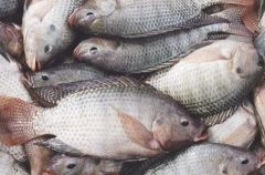 تولید ۵۵۰هزارتن ماهی تیلاپیا در سال گذشته