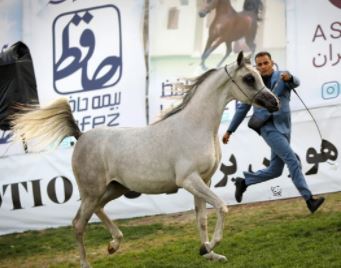 حضور بیمه حافظ در جشنواره اسب اصیل عرب