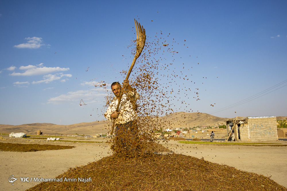 تجارت گردان | پول اولین محموله‌های گندم تحویلی کشاورزان پرداخت شد