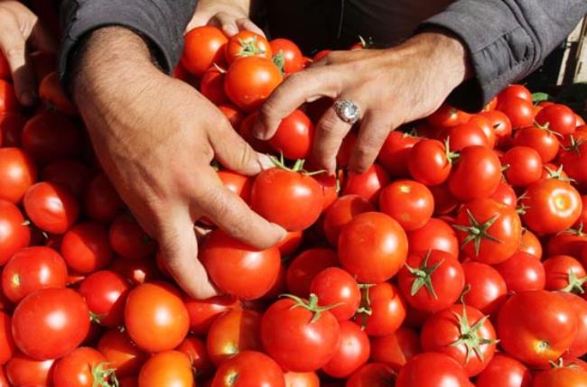 سرمای زودهنگام بر نوسان قیمت گوجه فرنگی دامن زد