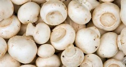 تولید روزانه قارچ به ۴۵۰ تن رسید/ قیمت هر کیلو قارچ ۱۲ هزار تومان
