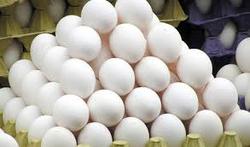 تجارت گردان | تولید تخم مرغ به یک میلیون تن می‌رسد/ ثبات قیمت تخم مرغ در بازار