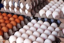 استمرار ثبات قیمت تخم‌مرغ در بازار / قیمت هر شانه تخم‌مرغ حداکثر ۱۳ هزار تومان است