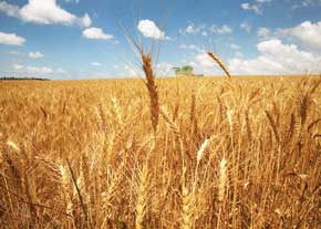 قیمت ۳۵۰۰ تومانی گندم وارداتی صحت ندارد/ تولید بیش از ۷ میلیارد دلار آرد و گندم در کشور