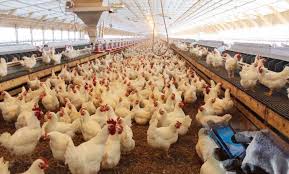 تجارت گردان | مازاد ۸۰ هزارتنی مرغ، آواری بر سر مرغداران/قیمت مرغ به ۱۲ هزار و ۲۰۰ تومان رسید