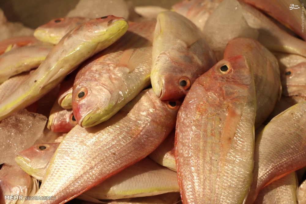 کاهش ۲۵ درصدی تولید ماهی قزل‌آلا به دلیل خشکسالی/ افت ۴۰ درصدی مصرف با افزایش قیمت/ این روزها ماهی خوراکی لوکس محسوب می‌شود