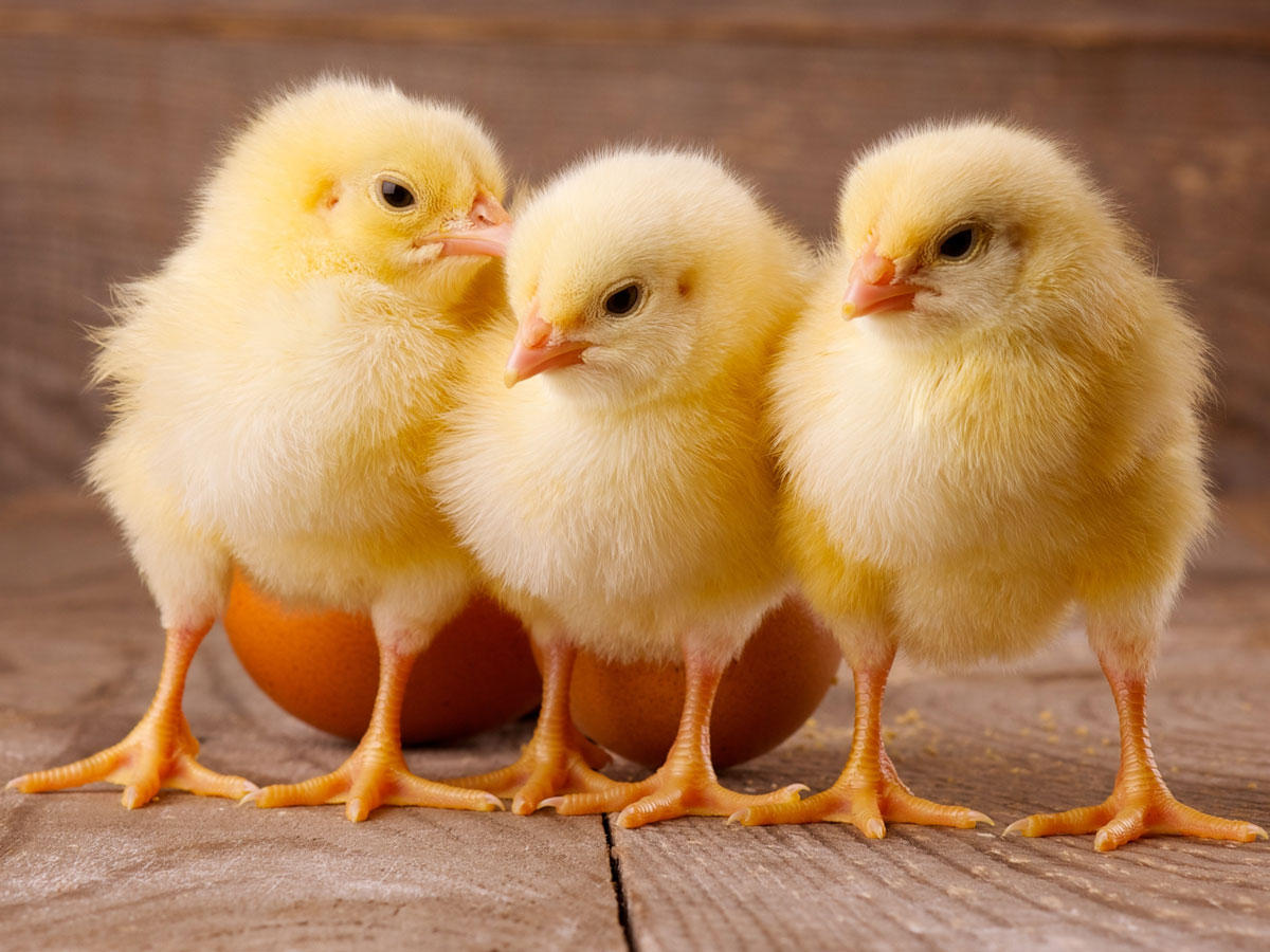 قرار نبود جوجه‌ها را معدوم کنند، باید تولید تخم مرغ را کاهش می‌دادند