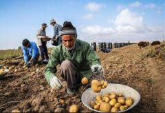 صادرات سیب‌زمینی ۶۰ درصد کاهش یافت/ افزایش ۱۰ درصدی قیمت در بازار داخلی