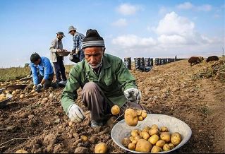 ورود دولت به بازار سیب زمینی و برنج