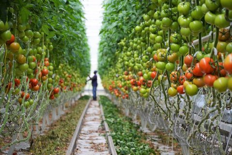 تجارت گردان | ماندگاری منابع، ارمغان توسعه 1000 هکتاری گلخانه ها توسط بانک کشاورزی در سال جاری