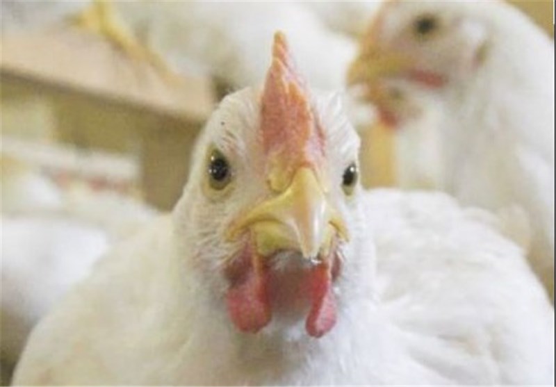 تجارت گردان | کاهش قیمت مرغ به ۱۲ هزار تومان/ مرغ مازاد داریم، دولت واردات نکند