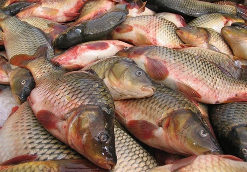 افزایش قیمت ماهی و کنسرو ماهی تن