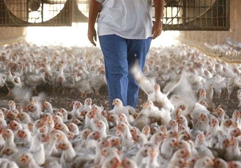 ذخیره‌سازی ۲ هزار تن مرغ