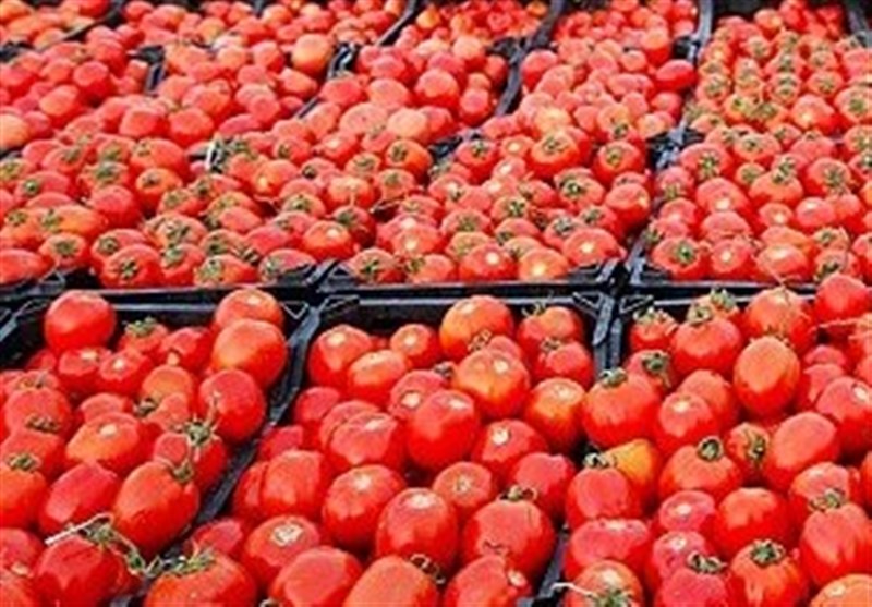 تجارت گردان | قیمت گوجه فرنگی به ۴ هزار تومان کاهش یافت + نرخ انواع میوه
