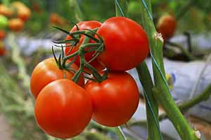 صادرات و افزایش هزینه‌ها؛ علت گرانی گوجه فرنگی