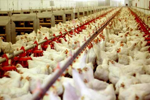 افزایش ۵ تا ۲۰۰ درصدی نهاده‌های تولید مرغ/ وزارت صمت یا از قیمت‌ها مطلع نیست یا حقایق را کتمان می‌کند