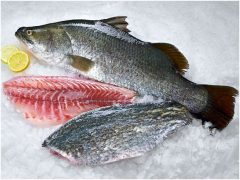 تولید یک میلیون قطعه لارو ماهی سی‌باس پیش بینی شد