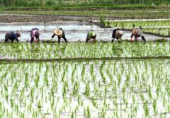 معاملات برنج امسال در بورس کالا قد می کشد/ گواهی سپرده برنج می تواند به گزینه اول برنجکاران تبدیل شود