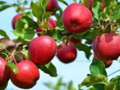 صادرات سیب درختی به هند متوقف شد/ تعلل در صدور گواهی عدم تراریختگی