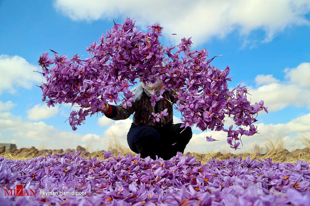 سود خرید حمایتی زعفران در جیب دلالان/ زعفران درجه یک کیلویی ۹ میلیون و ۵۰۰ هزار تومان
