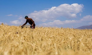 پیش بینی برداشت بیش از ۱۳ میلیون تن گندم در سال زراعی جدید/ روند خودکفایی گندم ادامه دارد