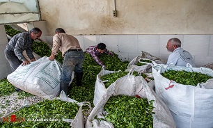 افزایش ۳ هزار تنی تولید چای خشک در سال ۹۸/ پرداخت تسهیلات کم بهره به چایکاران