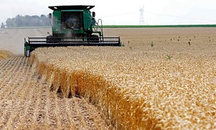 نرخ خرید تضمینی گندم در سال ۹۹ افزایش پیدا می‌کند؟