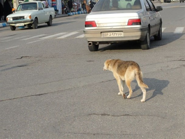 توضیحات شهرداری درباره حمله سگ ولگرد به یک کودک