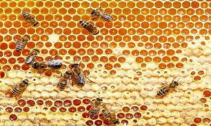 صادرات عسل صفر شد/ بیشتر کارخانجات به دنبال عسل درجه ۳ هستند/ کرونا کارگران زنبورداری را کاهش داد