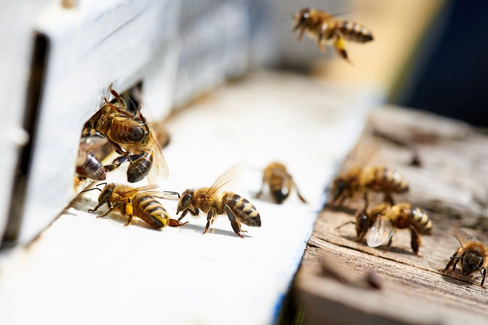 صادرات زهر زنبور عسل جایگزین مناسب برای جبران کاهش درآمدهای نفتی