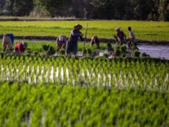 ایران رتبه ۲۸ تولید برنج دنیا را دارا است