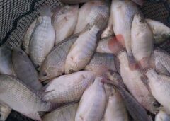 ۵۴ مزرعه، ظرفیت تولید ماهی تیلاپیا را دارند