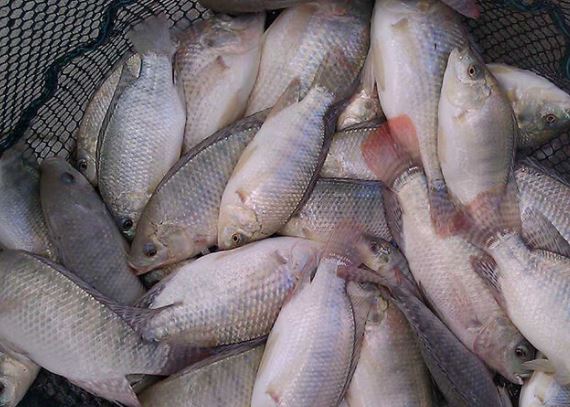 قیمت تور ماهیگیری ۷ میلیون تومان شد/ معیشت صیادها در خطر است