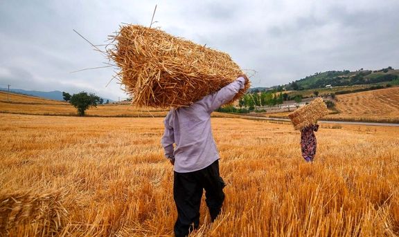 دلیل کمبود گندم خسارت‌های وارد شده به گندم‌کاران است/ اصلاح قیمت خرید تضمینی ضروری است