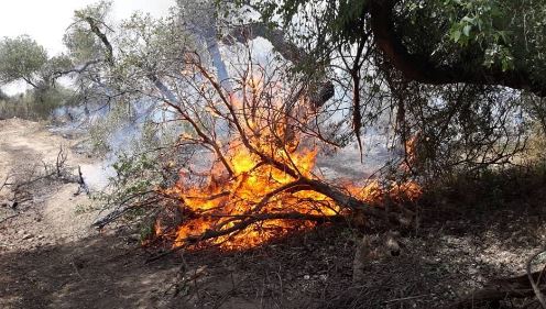 وقوع بیش از ۱۰۰ مورد آتش‌سوزی عمدی در باغ‌های خلخال