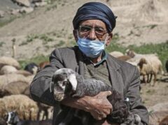 تامین علوفه مورد نیاز دامداران در جنوب کرمان