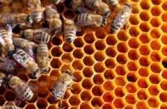 اختصاص ۱۵ هزار تن شکر برای زمستان‌گذرانی زنبورداران