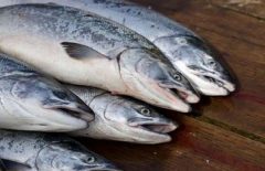 تولید قزل آلا به ۱۴۰ هزار تن می‌رسد؛ تاثیر تعطیلی ۲ هفته‌ای بر کاهش قیمت ماهی