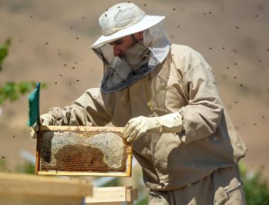 صادرات زهر زنبور عسل به گرجستان