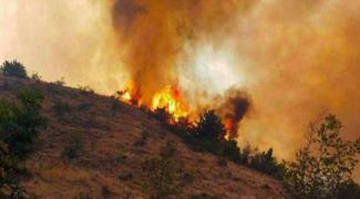 عامل آتش سوزی در جنگل های کشور مشخص شد