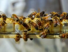 تلفات ۴۰ درصدی زنبورعسل/ بی‌توجهی دولت دوازدهم به بیمه تأمین اجتماعی زنبورداران/ معضل آفرینی سازمان دامپزشکی برای زنبورداری!