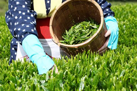 تجارت گردان | آغاز خرید تضمینی برگ سبز چای از اردیبهشت‌ماه سال جاری