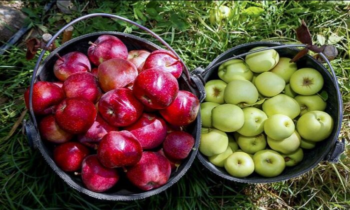 ذخیره سازی میوه شب عید در قبال تولید رقمی نیست؛ کمبودی در تولید سیب نداریم