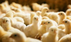 افزایش ۷۰ درصدی قیمت جوجه یک روزه/ مرغ به نرخ مصوب کاهش یافت