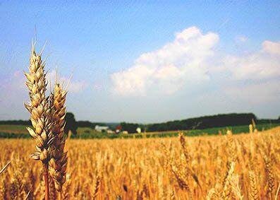 تولید ۱۰ میلیون تن گندم قطعی است/ کشاورزان نگران تامین بذر گندم سال آینده نباشند/ گرانی خوراک دام دلیل اصلی کاهش تحویل گندم به دولت