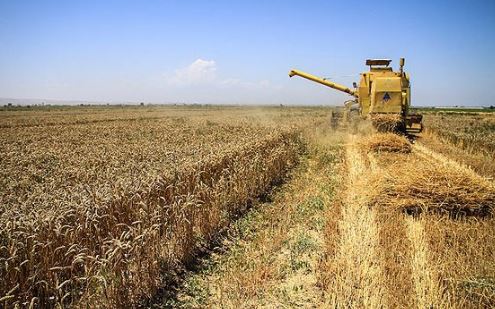 نیازمند واردات ۷.۵ میلیون تن گندم در سال جاری هستیم/ روسیه تامین کننده اصلی گندم ایران/ با هر کشوری که مازاد تولید دارد مذاکره کنیم