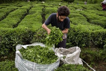 چای ایرانی به ۱۲ کشور جهان صادر می‌شود