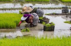 افزایش کشت برنج به ۵۵۰ هزار هکتار در استان‌های شمالی