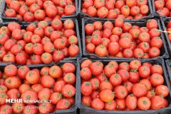 آغاز توزیع گوجه فرنگی در میادین میوه و تره بار/ قیمت، ١١٠٠٠ تومان