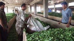 اعطای تسهیلات برای بهبود باغ و کارخانه‌های چای